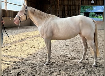 Paint Horse, Giumenta, 4 Anni, 152 cm, Perlino