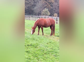 Paint Horse, Giumenta, 4 Anni, 153 cm