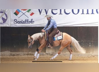 Paint Horse, Giumenta, 4 Anni, 154 cm, Palomino