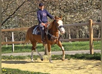 Paint Horse, Giumenta, 4 Anni, 155 cm, Overo-tutti i colori