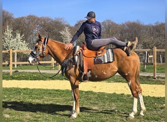 Paint Horse, Giumenta, 4 Anni, 155 cm, Overo-tutti i colori