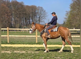 Paint Horse, Giumenta, 4 Anni, 155 cm, Overo-tutti i colori