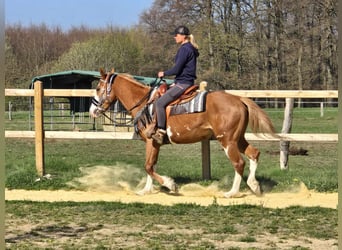 Paint Horse, Giumenta, 4 Anni, 155 cm, Overo-tutti i colori