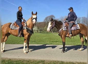 Paint Horse, Giumenta, 4 Anni, 155 cm, Overo-tutti i colori