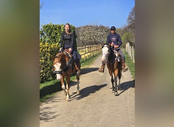 Paint Horse, Giumenta, 4 Anni, 155 cm, Overo-tutti i colori