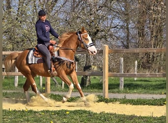 Paint Horse, Giumenta, 4 Anni, 155 cm, Overo-tutti i colori