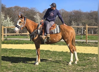 Paint Horse, Giumenta, 4 Anni, 155 cm, Overo-tutti i colori
