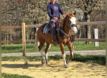 Paint Horse, Giumenta, 4 Anni, 155 cm, Overo-tutti i colori