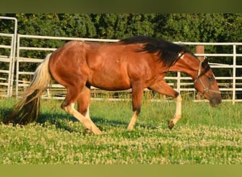 Paint Horse, Giumenta, 4 Anni, Pezzato