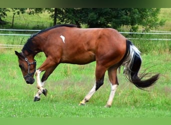 Paint Horse, Giumenta, 4 Anni, Pezzato