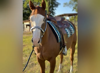 Paint Horse, Giumenta, 5 Anni, 146 cm