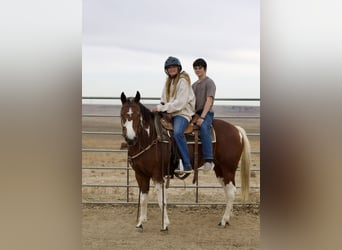 Paint Horse, Giumenta, 5 Anni, 152 cm, Tobiano-tutti i colori