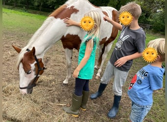 Paint Horse, Giumenta, 5 Anni, 154 cm, Tobiano-tutti i colori