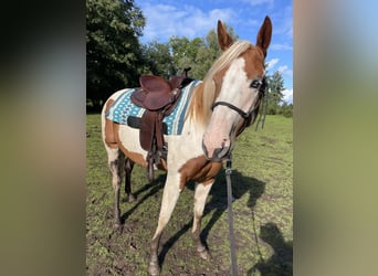 Paint Horse, Giumenta, 5 Anni, 154 cm, Tobiano-tutti i colori
