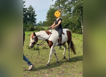 Paint Horse, Giumenta, 5 Anni, 154 cm, Tobiano-tutti i colori