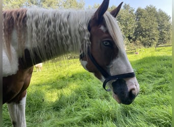 Paint Horse, Giumenta, 5 Anni, 154 cm, Tobiano-tutti i colori