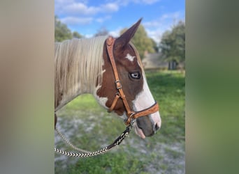 Paint Horse, Giumenta, 5 Anni, 154 cm, Tobiano-tutti i colori