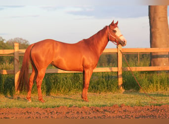 Paint Horse, Giumenta, 6 Anni, 146 cm, Sauro