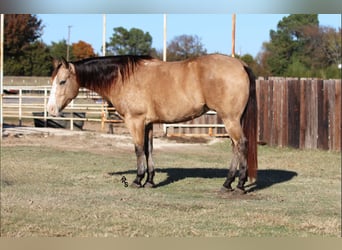 Paint Horse, Giumenta, 6 Anni, 147 cm, Pelle di daino