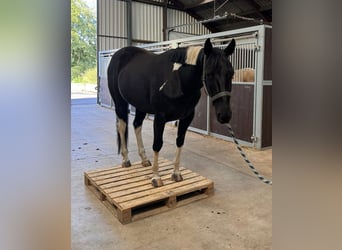 Paint Horse, Giumenta, 6 Anni, 148 cm, Morello