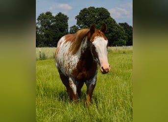 Paint Horse, Giumenta, 6 Anni, 148 cm, Overo-tutti i colori