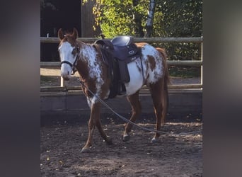 Paint Horse, Giumenta, 6 Anni, 148 cm, Overo-tutti i colori