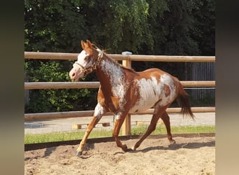 Paint Horse, Giumenta, 6 Anni, 148 cm, Overo-tutti i colori