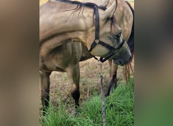 Paint Horse, Giumenta, 6 Anni, 150 cm, Pelle di daino