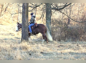 Paint Horse, Giumenta, 6 Anni, 150 cm, Pezzato