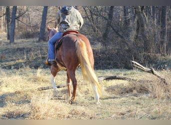 Paint Horse, Giumenta, 6 Anni, 150 cm, Pezzato