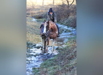 Paint Horse, Giumenta, 6 Anni, 150 cm, Pezzato