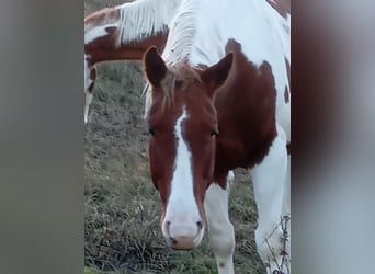 Paint Horse, Giumenta, 6 Anni, 152 cm, Sauro scuro