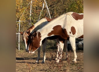 Paint Horse, Giumenta, 6 Anni, 152 cm, Sauro scuro