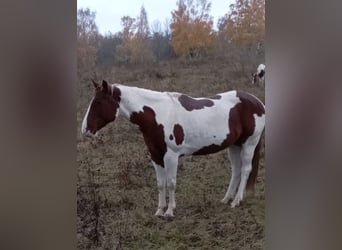 Paint Horse, Giumenta, 6 Anni, 152 cm, Sauro scuro