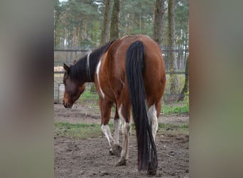 Paint Horse, Giumenta, 6 Anni, 152 cm, Tobiano-tutti i colori