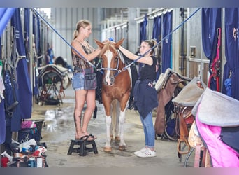 Paint Horse, Giumenta, 6 Anni, 153 cm, Tobiano-tutti i colori