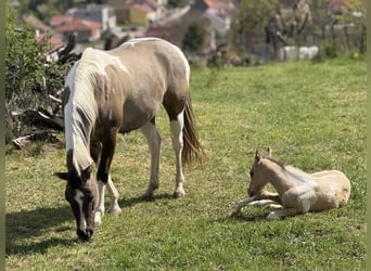 Paint Horse, Giumenta, 6 Anni, 155 cm, Grullo