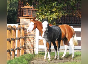 Paint Horse Mix, Giumenta, 6 Anni, 155 cm, Overo-tutti i colori
