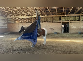 Paint Horse, Giumenta, 7 Anni, 142 cm, Bianco