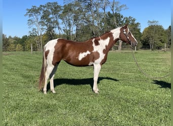 Paint Horse, Giumenta, 7 Anni, 142 cm, Bianco