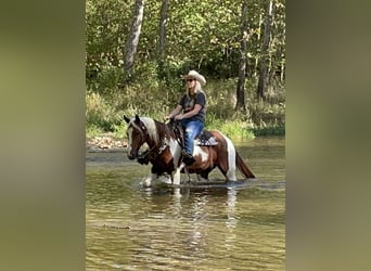 Paint Horse, Giumenta, 7 Anni, 142 cm, Bianco