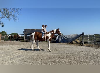 Paint Horse, Giumenta, 7 Anni, 142 cm, Bianco