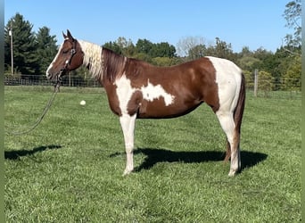 Paint Horse, Giumenta, 7 Anni, 142 cm, Bianco