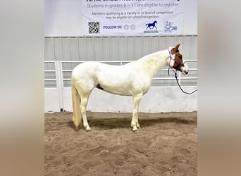 Paint Horse, Giumenta, 7 Anni, 147 cm, Tobiano-tutti i colori