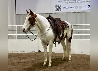 Paint Horse, Giumenta, 7 Anni, 147 cm, Tobiano-tutti i colori