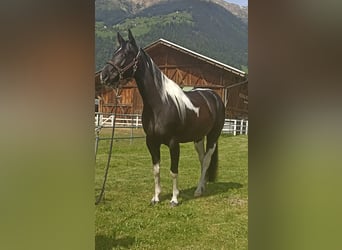 Paint Horse, Giumenta, 7 Anni, 148 cm, Tobiano-tutti i colori