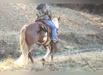 Paint Horse, Giumenta, 7 Anni, 150 cm, Pezzato