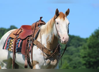 Paint Horse, Giumenta, 7 Anni, 152 cm, Overo-tutti i colori