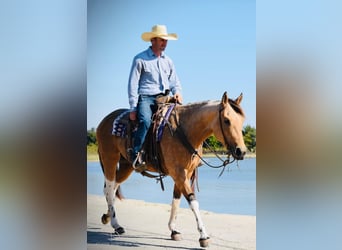 Paint Horse, Giumenta, 7 Anni, 152 cm, Pelle di daino