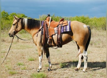 Paint Horse, Giumenta, 7 Anni, 152 cm, Pelle di daino